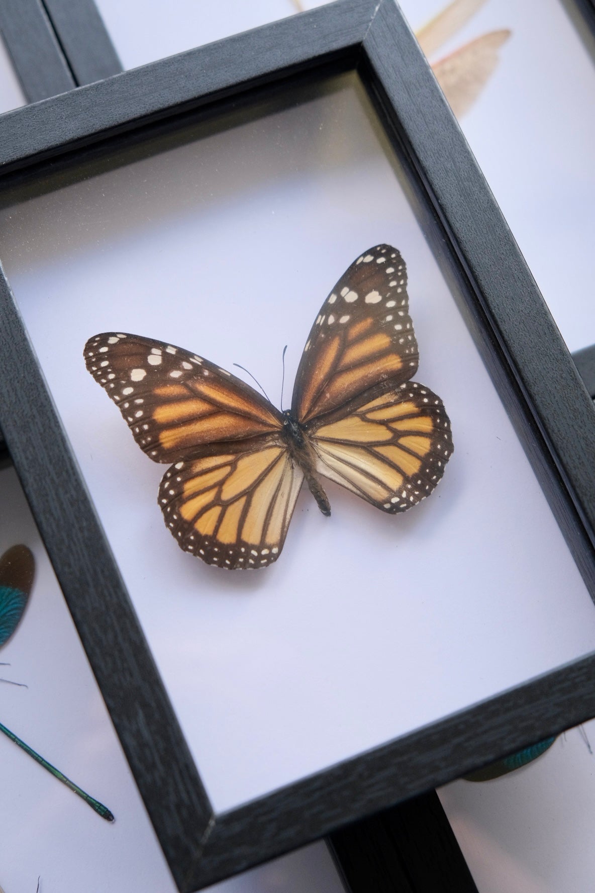 Monarch Butterfly / Danaus Plexippus in a frame
