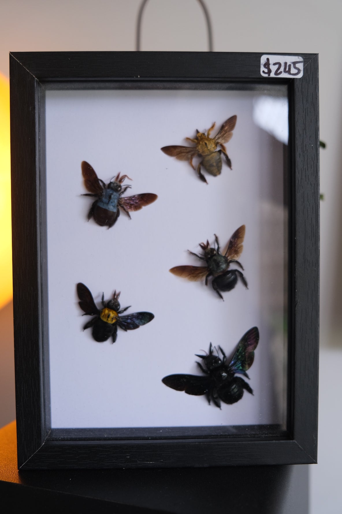 5 x Carpenter Bees in a frame