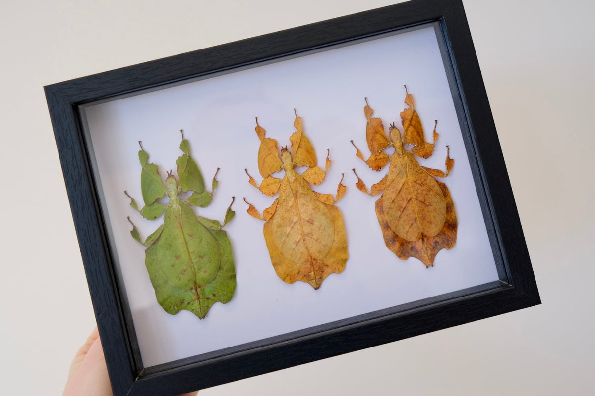 Trio Phyllium Pulchrifolium / Leaf Insect frame #1