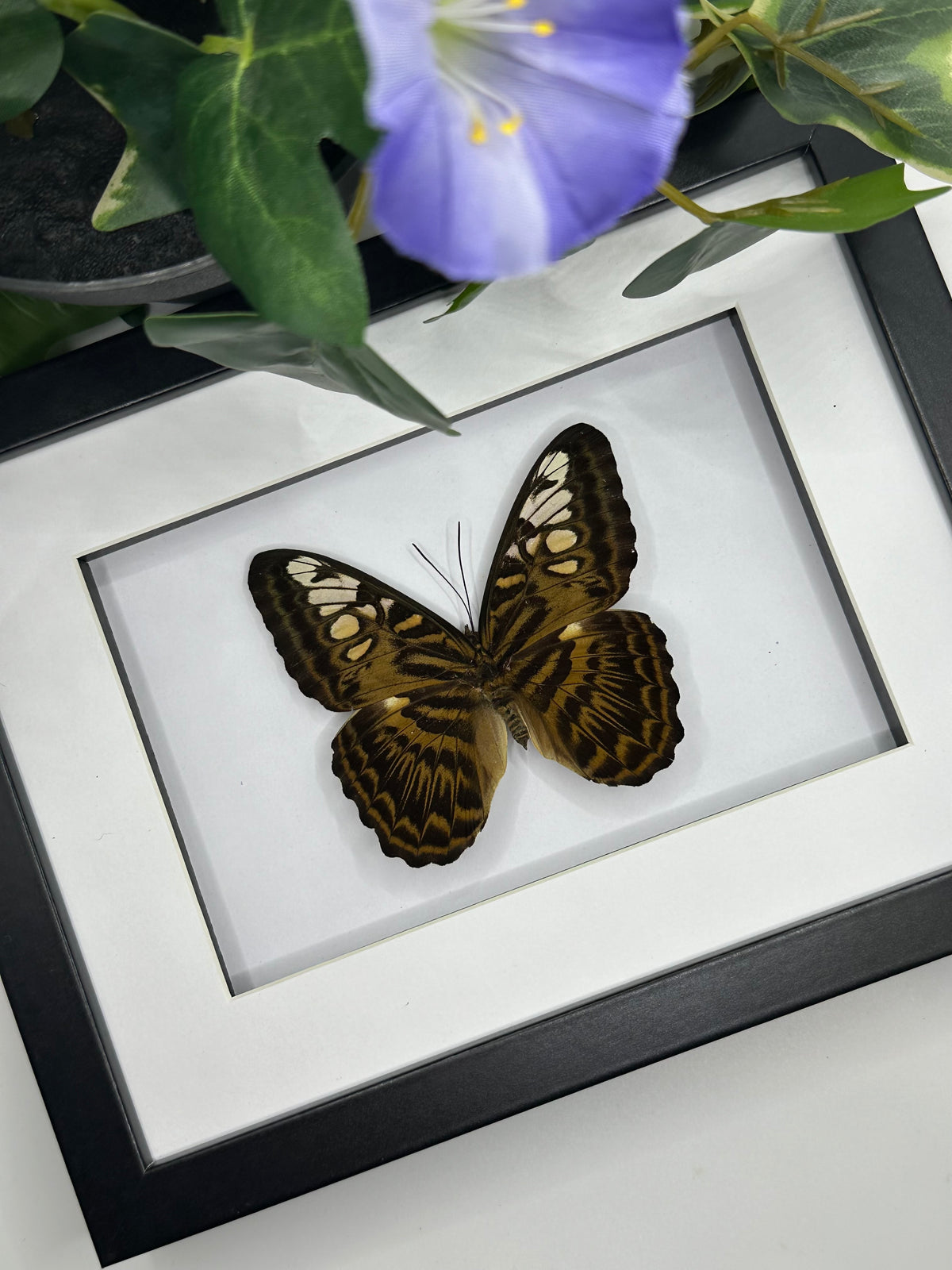 Clipper Butterfly in a frame