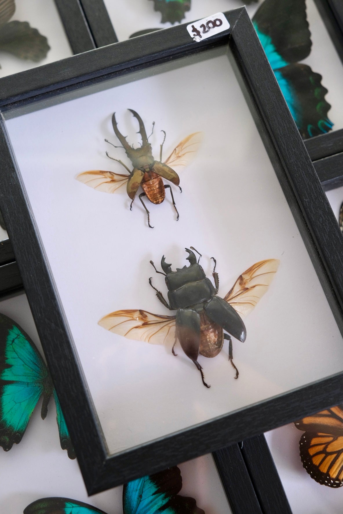 Stag Beetle Duo / Cyclommatus Metallifer & Dorcus Titanus in a frame