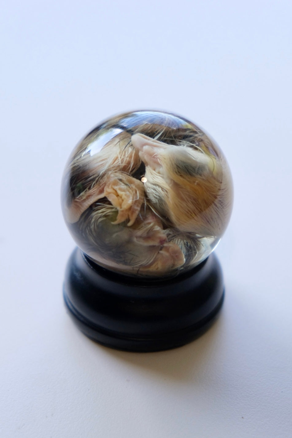 Wet Specimen Mini Globe + Black Base | Chick