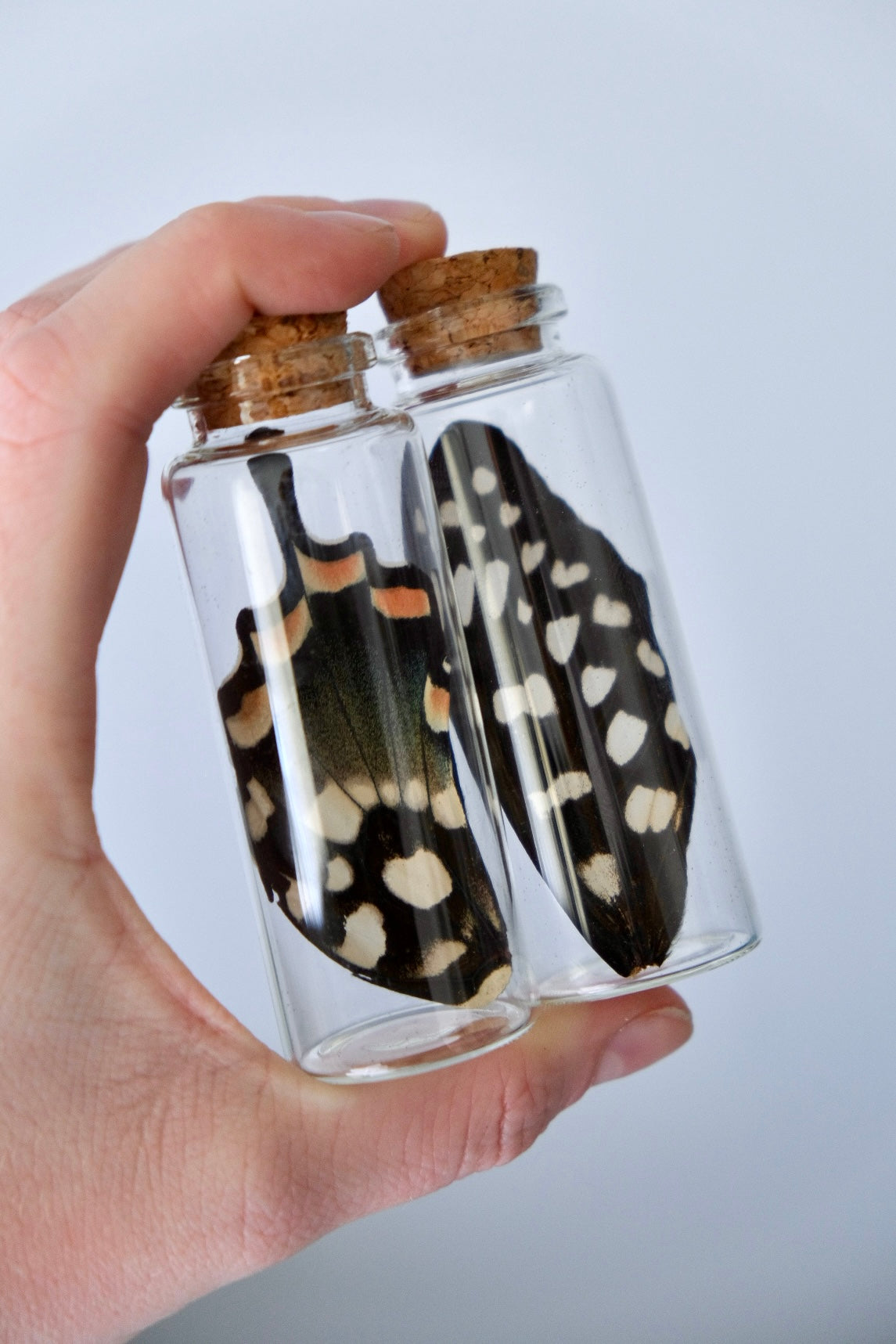 Giant Madagascan Swallowtail Wing Jar