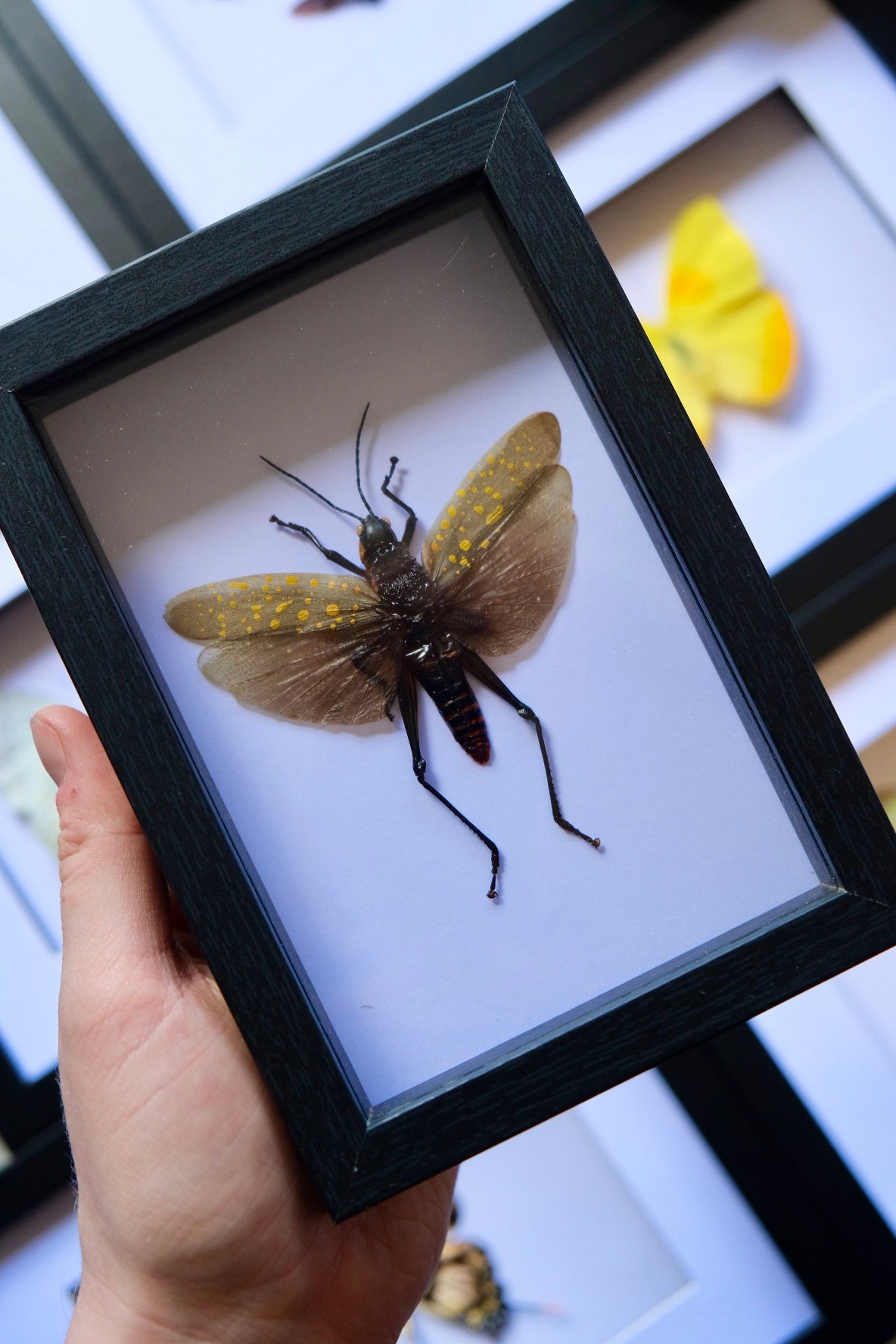 Grasshopper / Aularches Punctatus in a frame #2