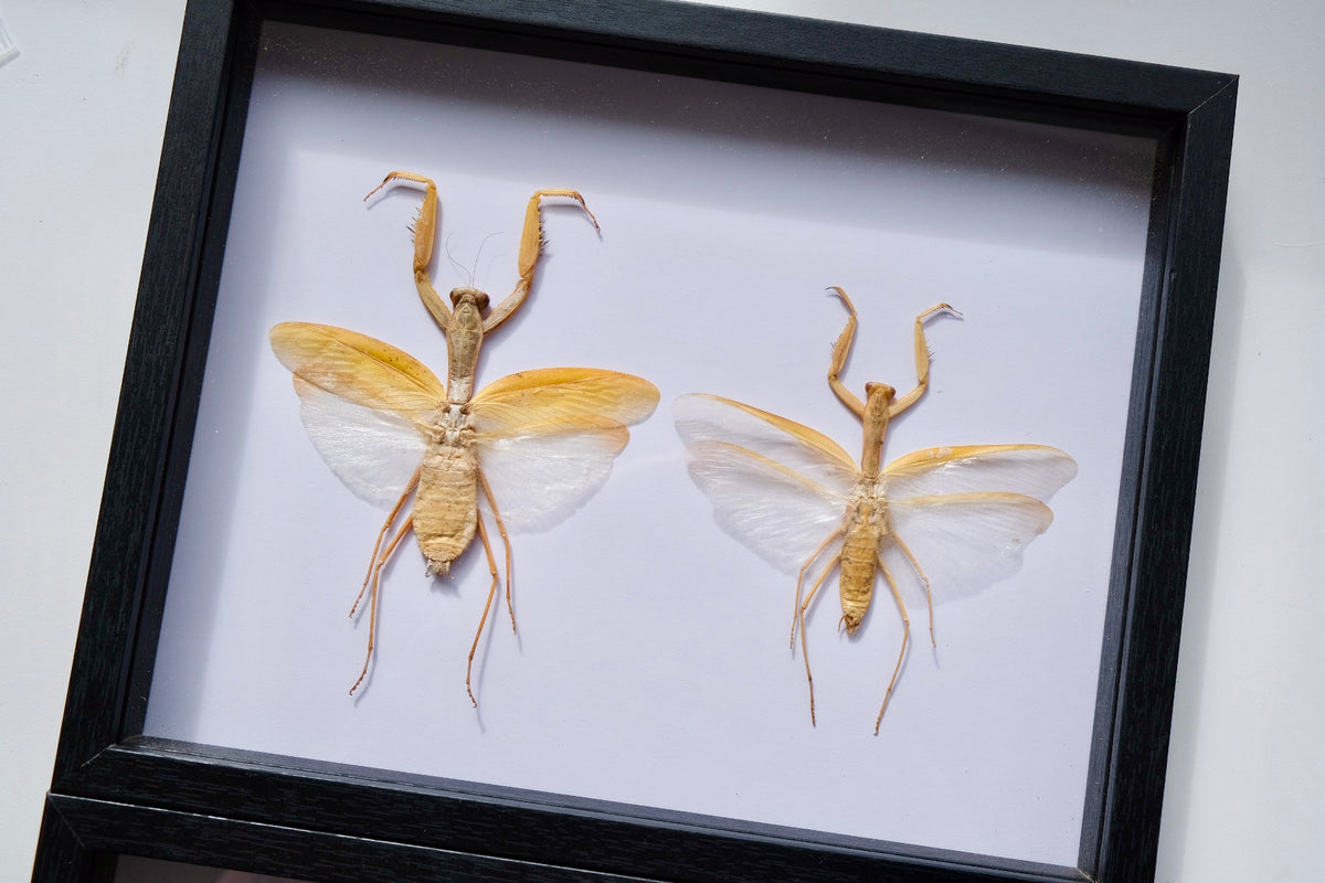 Giant Asian Mantis / Hierodula Membranacea Duo Frame | Female & Male
