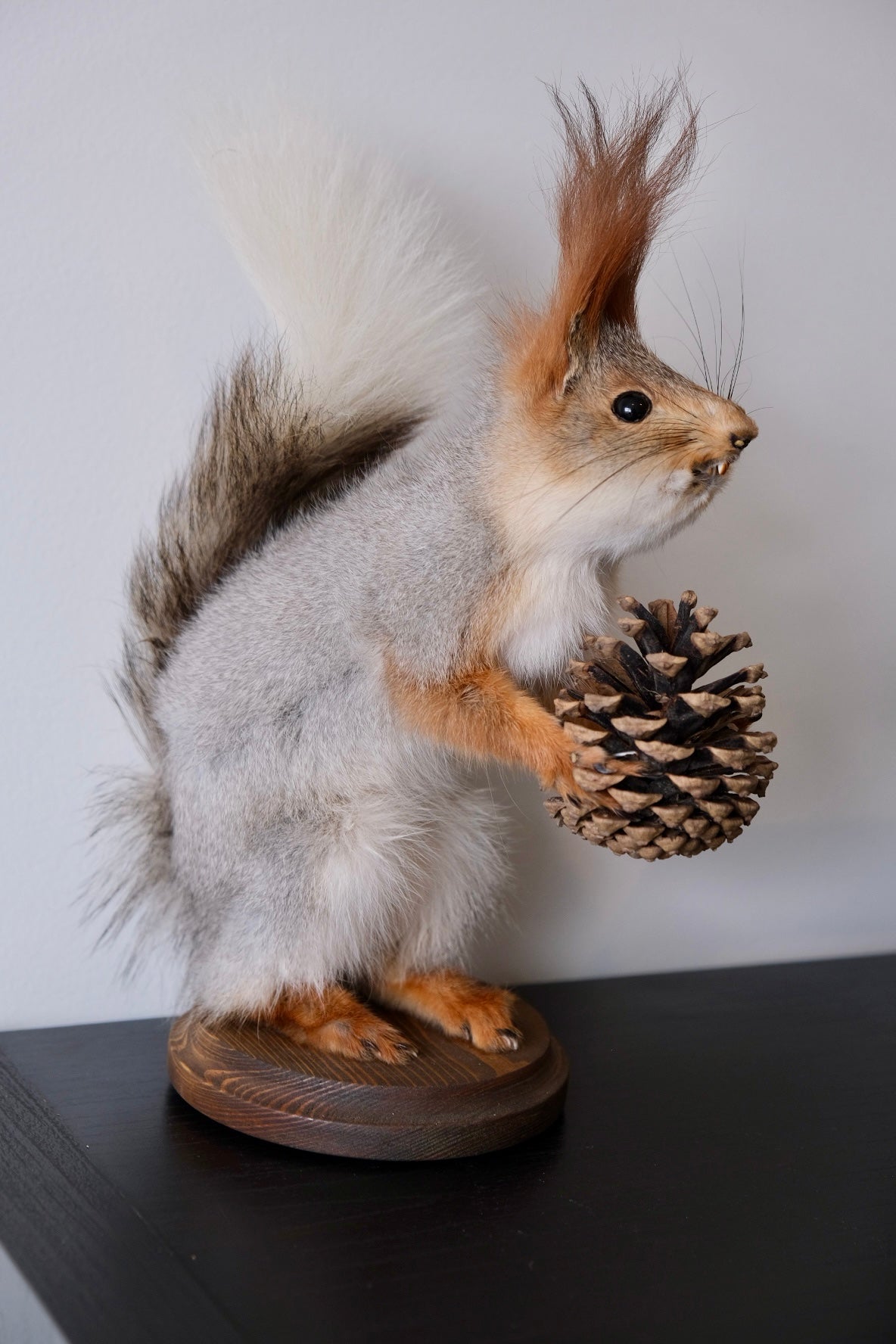 "Chip" Taxidermy Squirrel With Partial Albino Tail