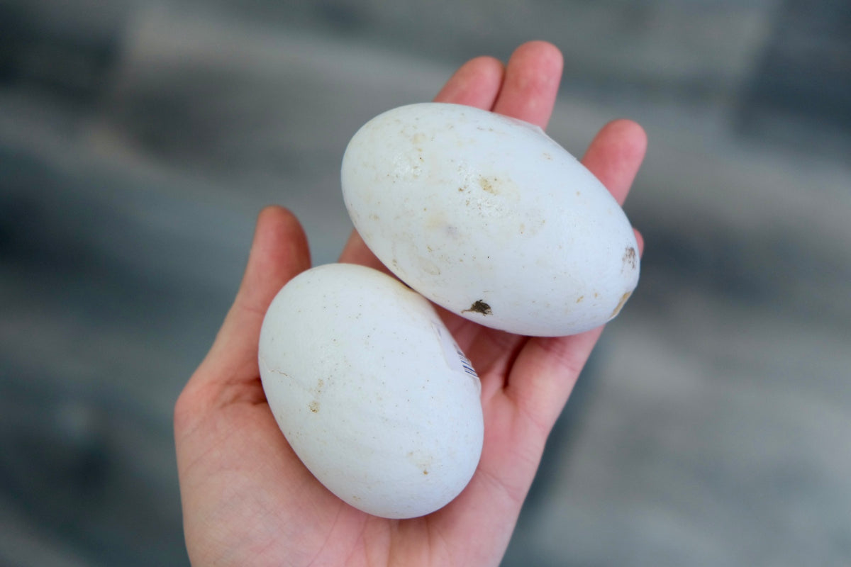 1 x Australian Crocodile Egg