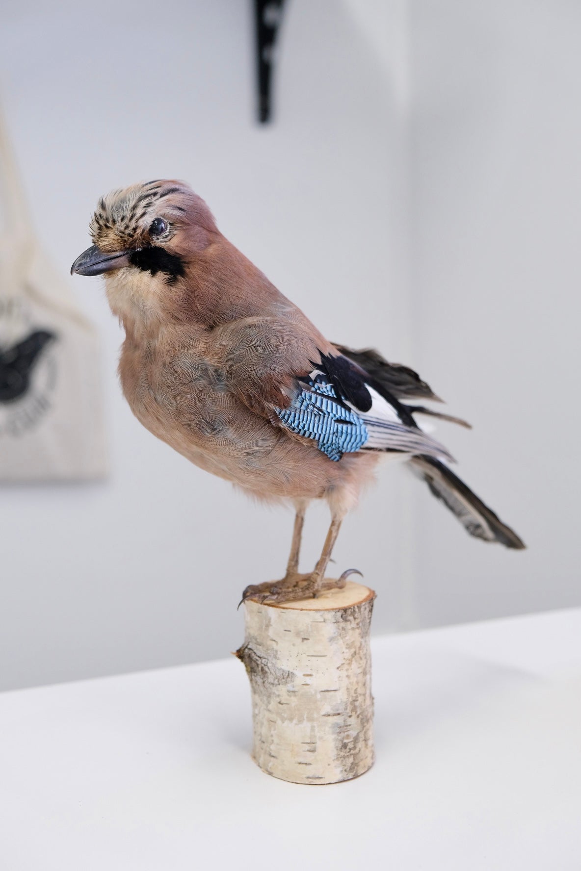 Taxidermy Eurasian Jay Bird