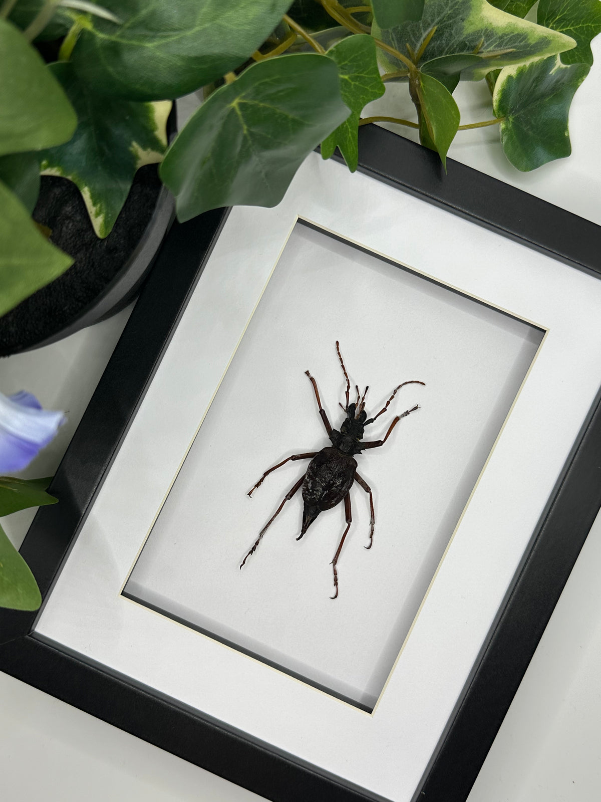 Longhorn Beetle / Prionocalus Cacicus in a frame