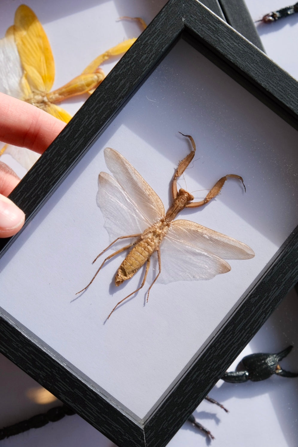 Brown Praying Mantis / Hierodula Patellifera in a frame