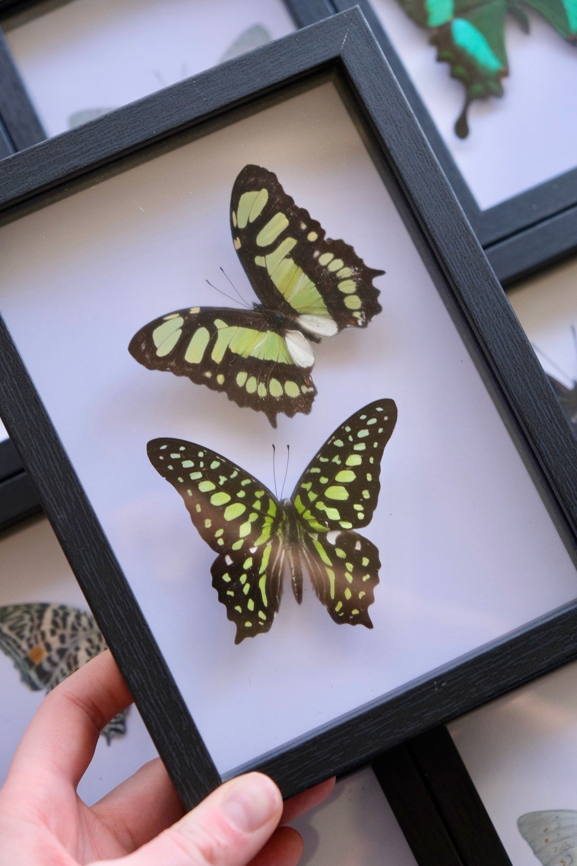 Green Butterfly Duo Frame | Tailed Jay & Malachite