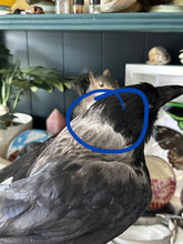 Load image into Gallery viewer, “Zazu” Taxidermy Hooded Crow

