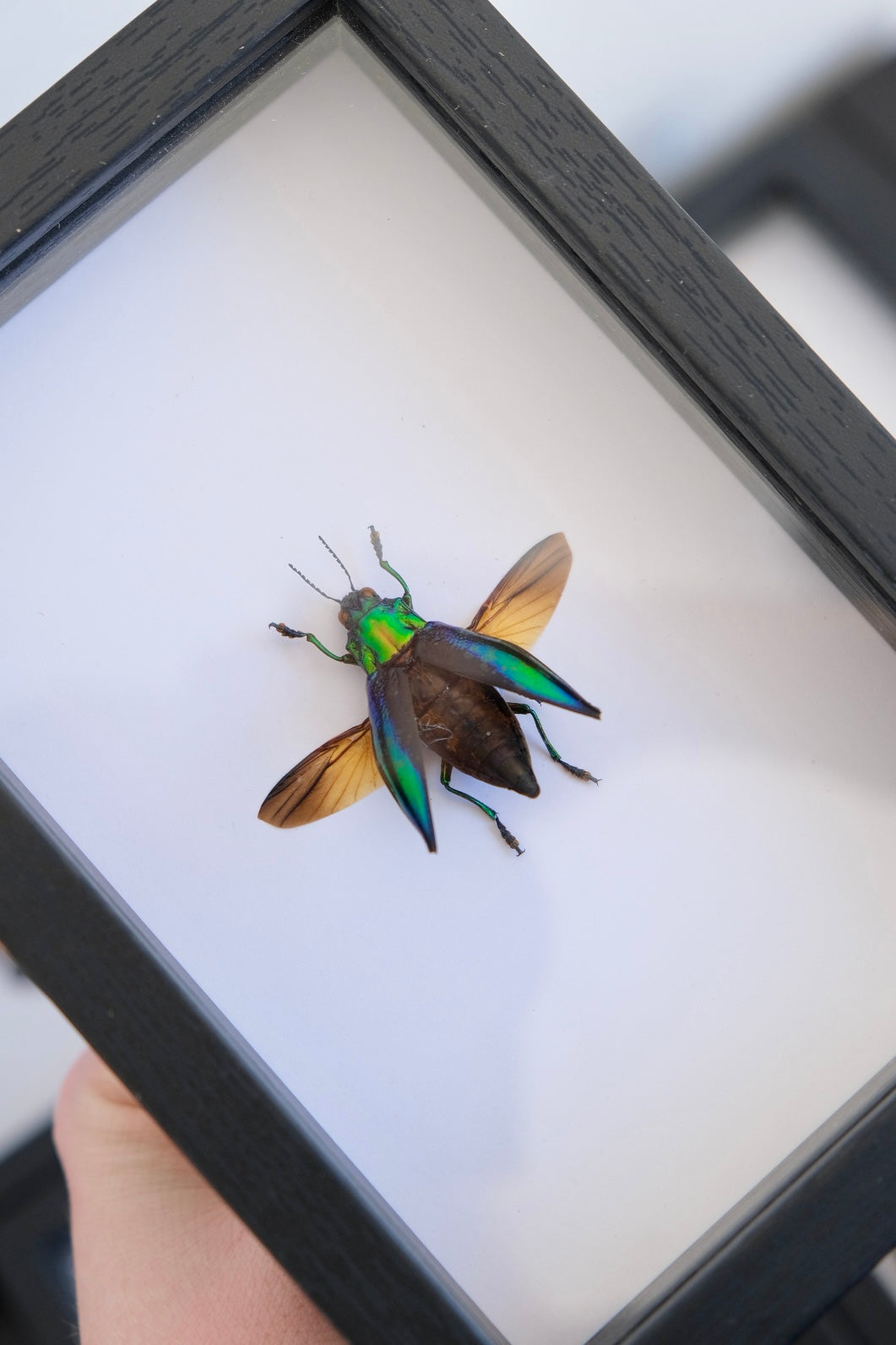 Blue Coloured Jewel Beetle / Cyphogastra Calepyga in a frame | Spread