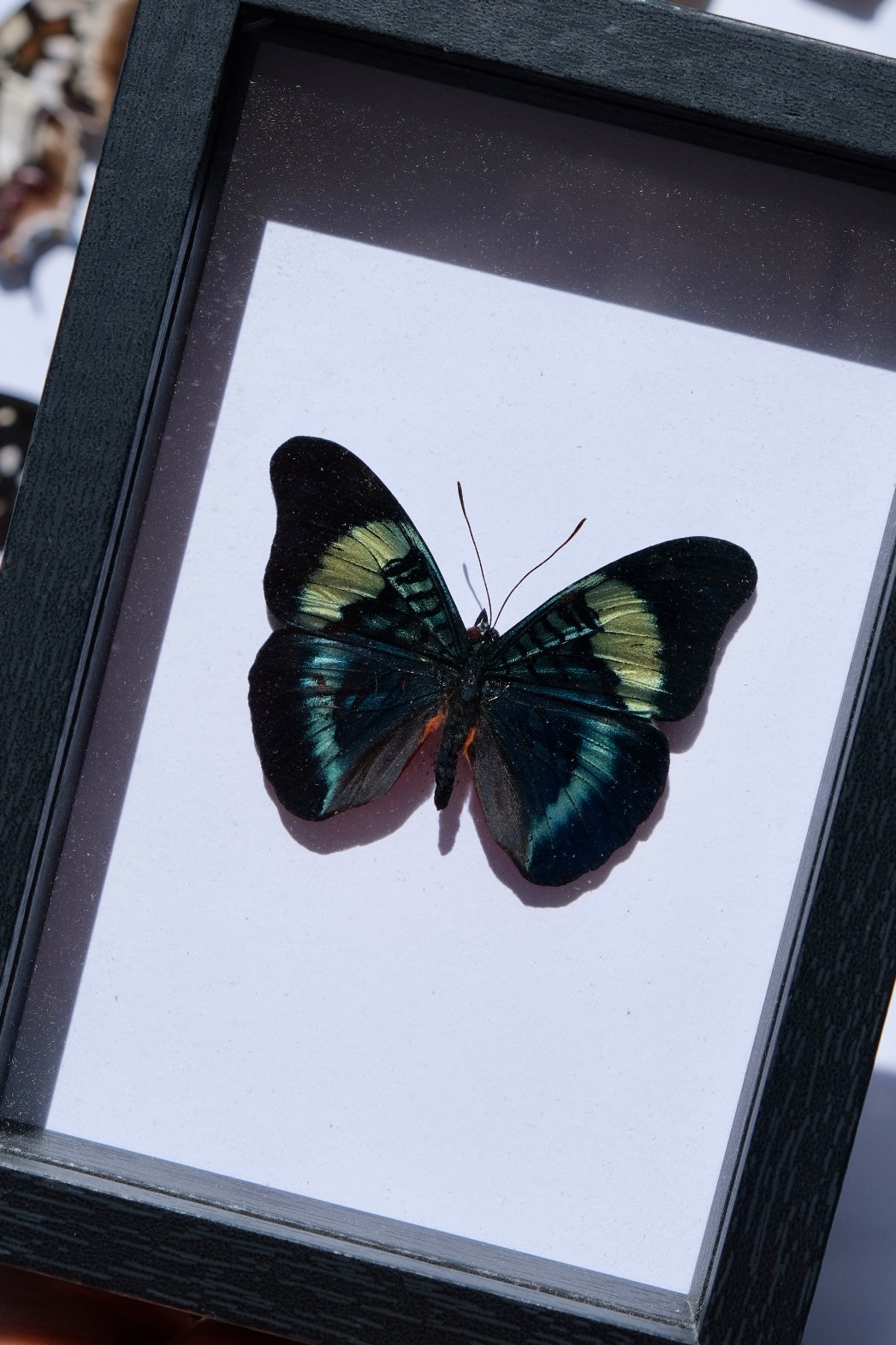 Red Flasher Butterfly / Panacea Prola in a frame