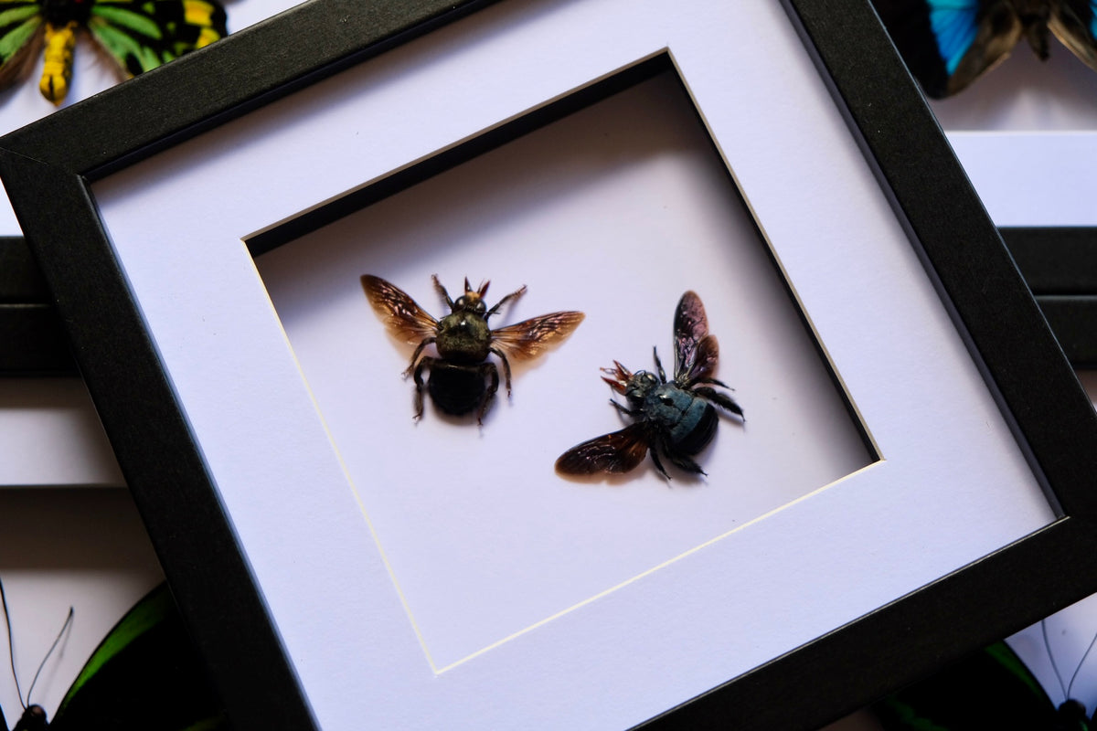 Blue Carpenter Bee / Xylocopa Caerulea in a frame | M & F Duo