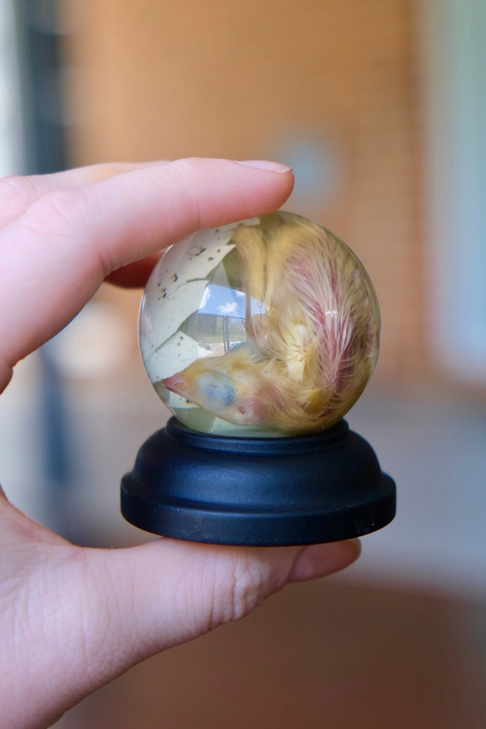 Wet Specimen Globe | Unhatched Chick