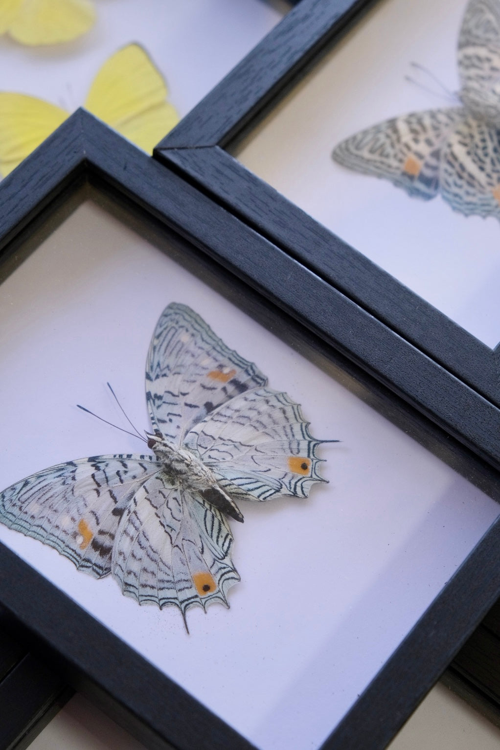 Baeotus sp Butterfly in a frame