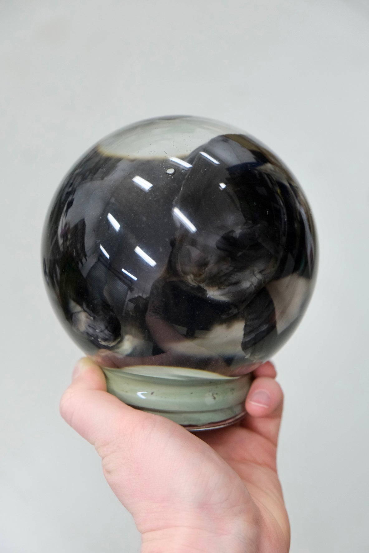 Wet Specimen Globe | Poodle Cross Puppy