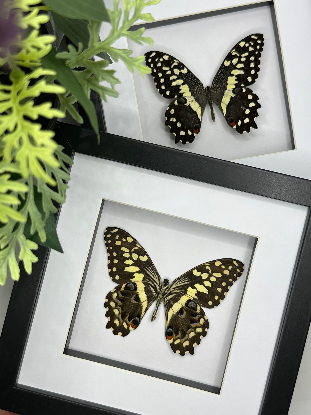 Citrus Swallowtail / Papilio Demodocus in a frame | Missing antenna