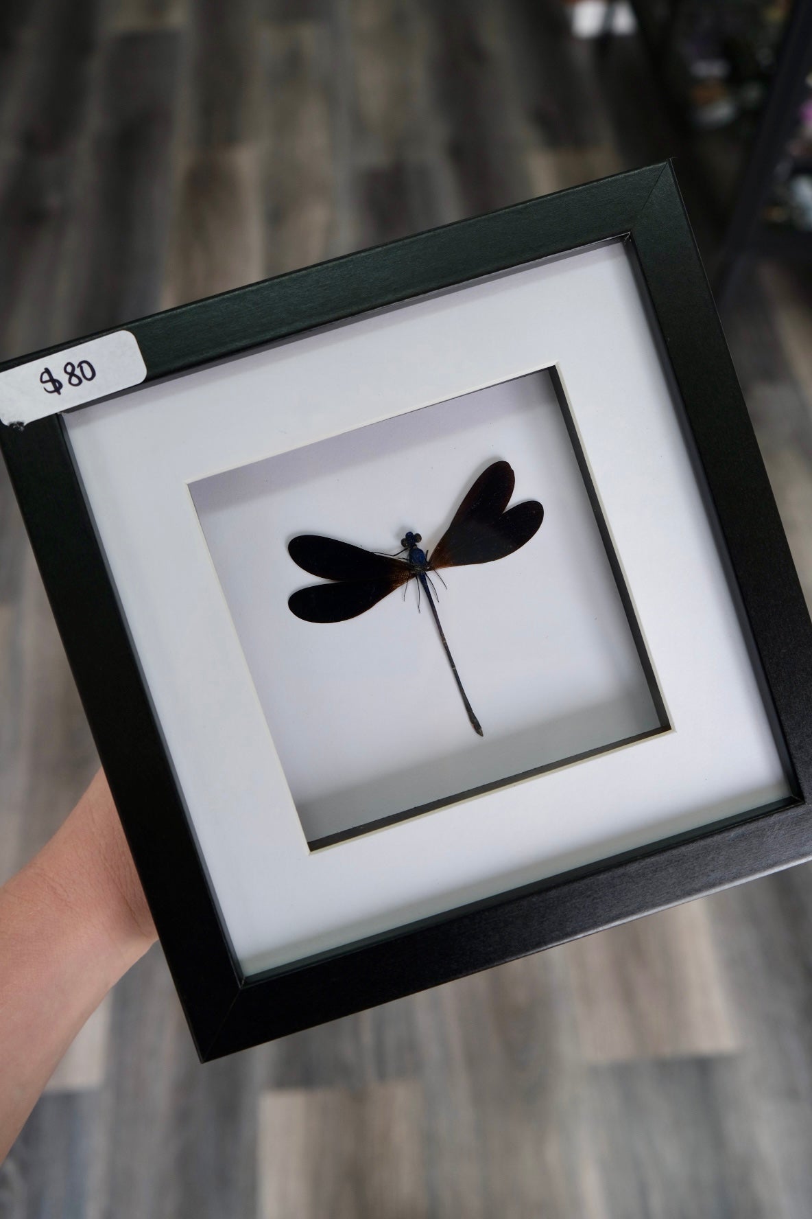 Damselfly / Vestalis Luctuosa in a frame