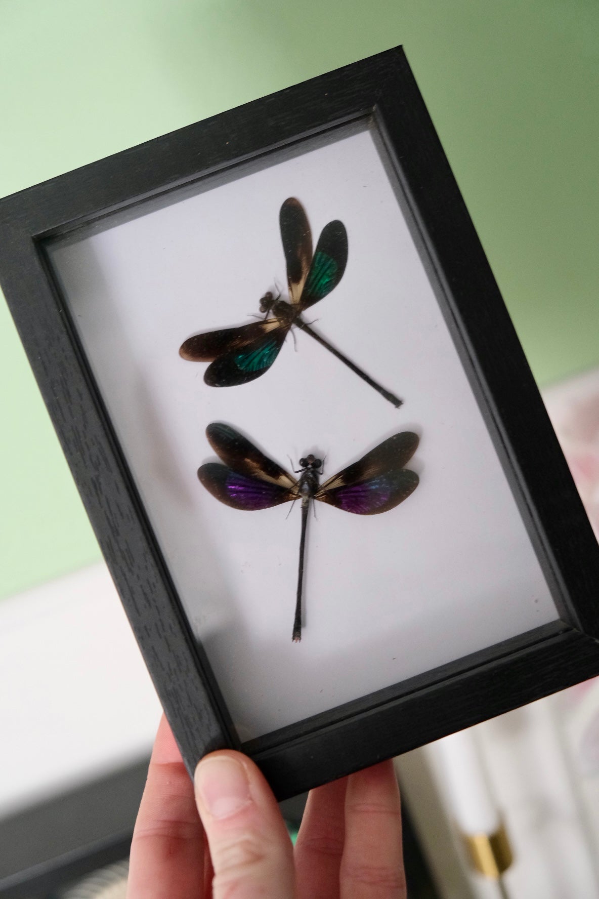 Damselfly Duo / Euphaea Variegata in a frame