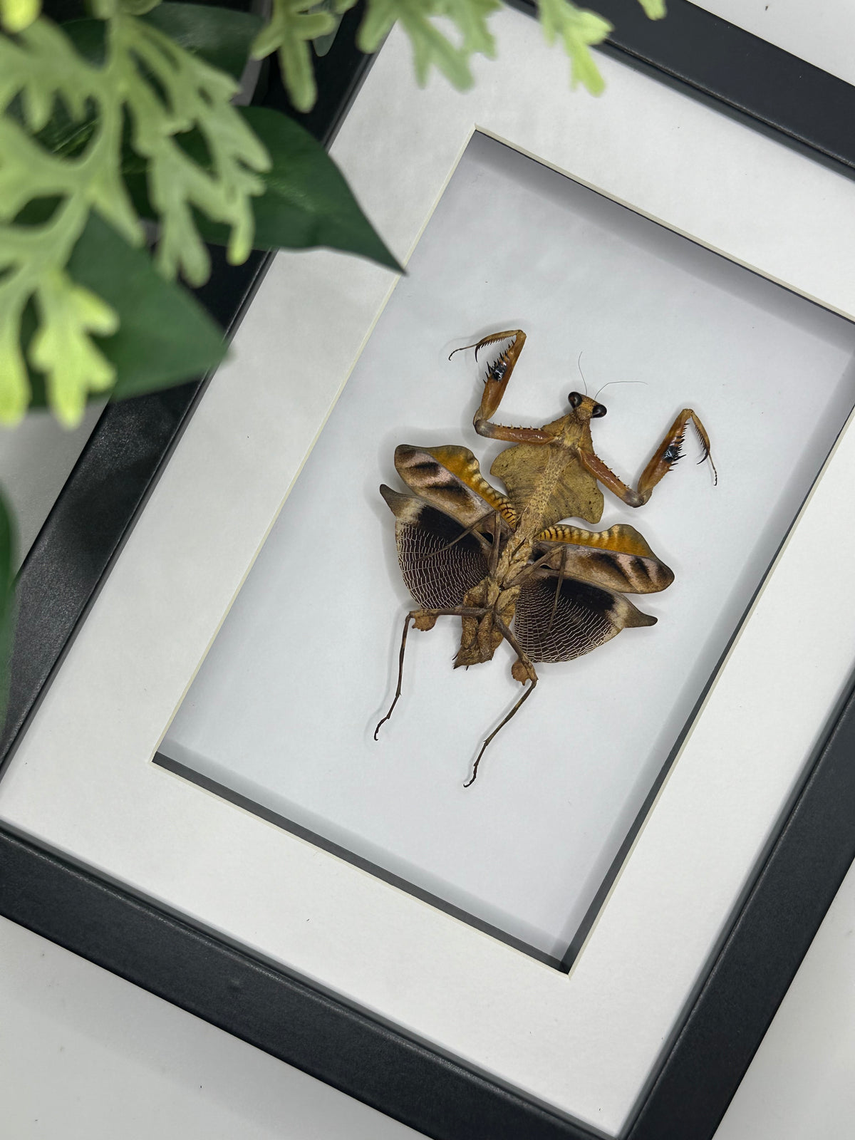 Dead Leaf Insect / Deroplatys Lobata in a frame