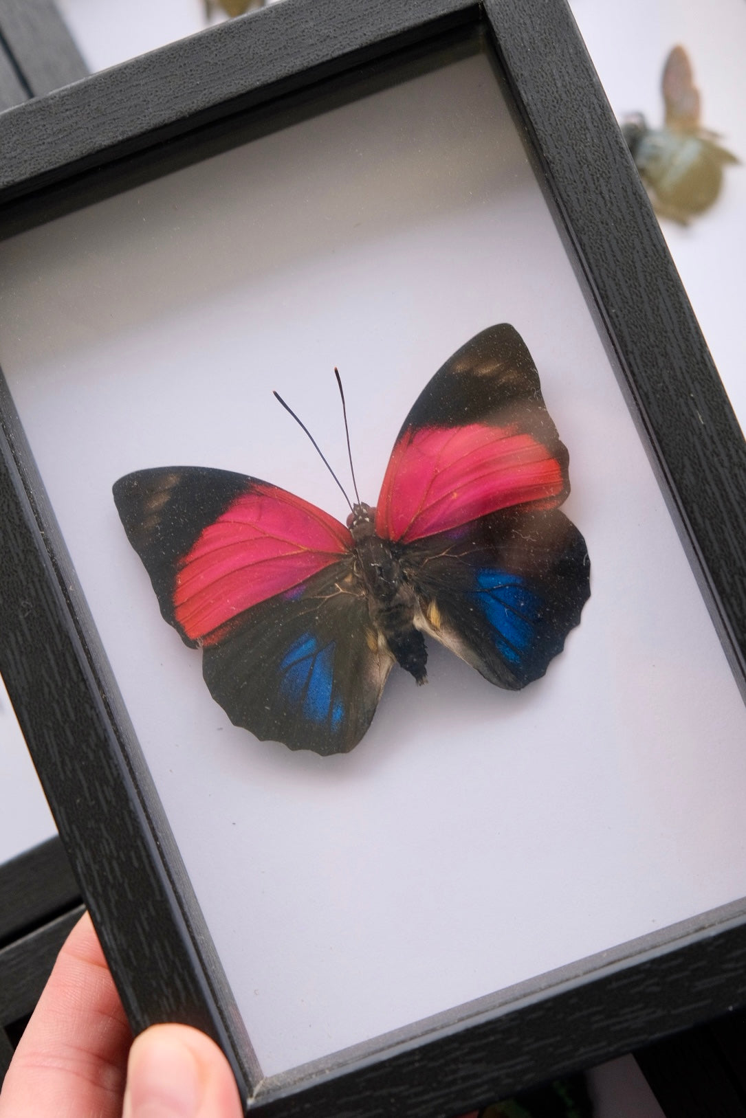 Agrias Claudina Lugens Butterfly in a frame | Dorsal (Top Side)