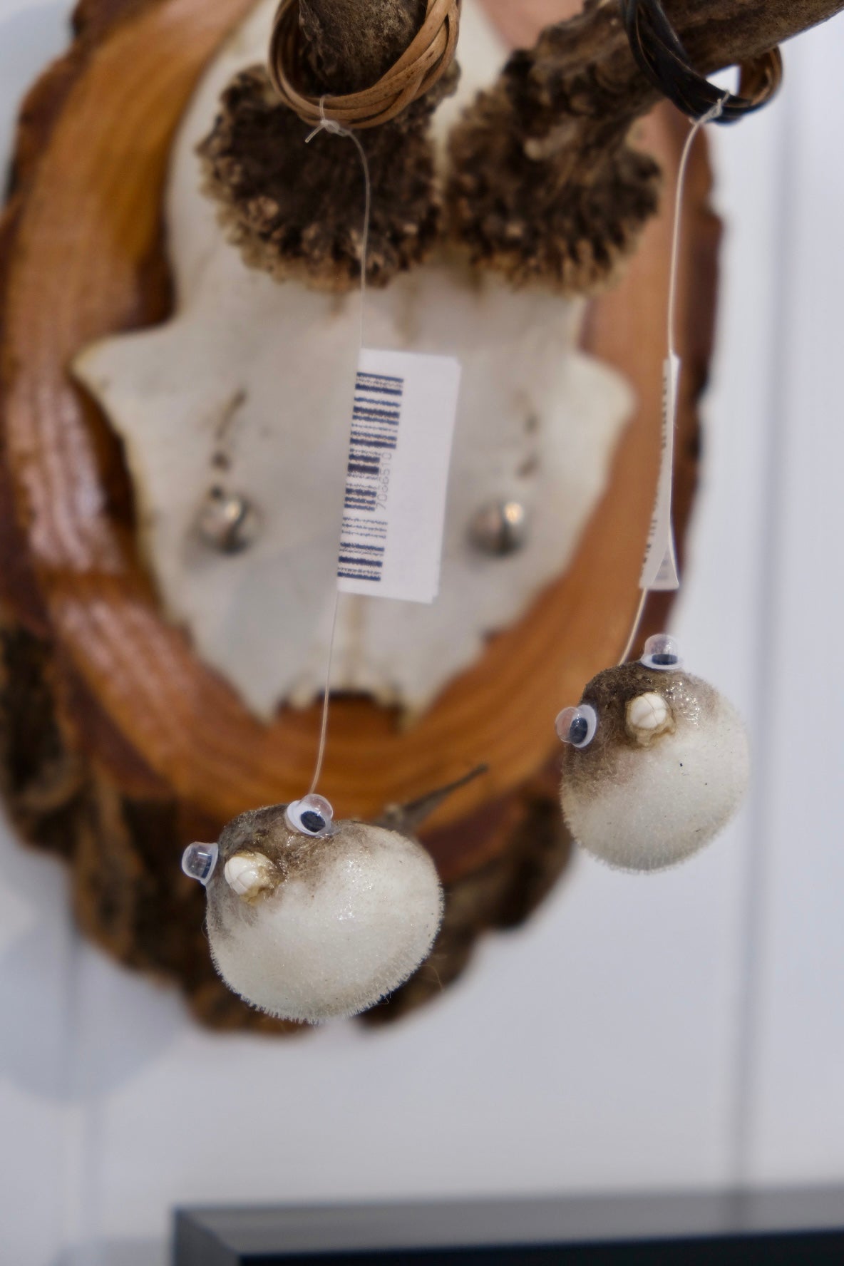 Taxidermy Pufferfish | Mini