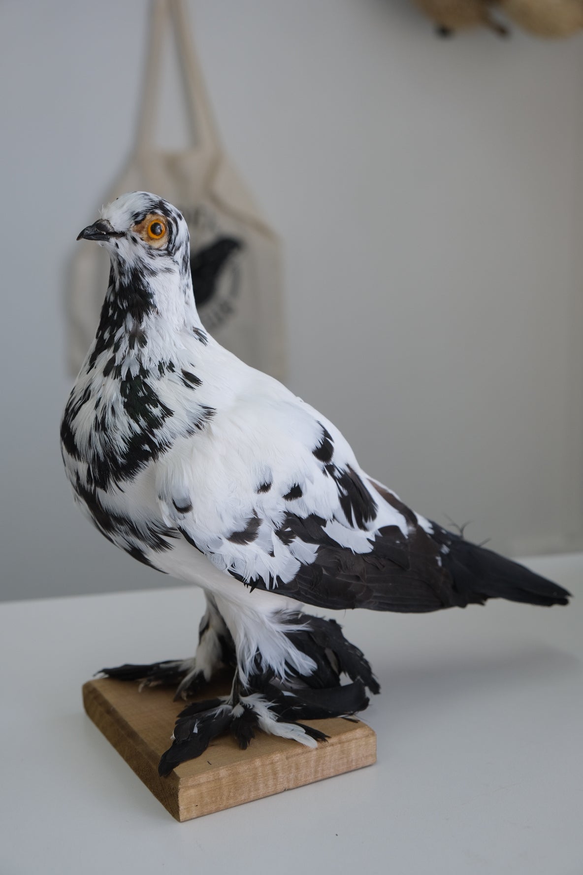 "Mobie" Taxidermy Pigeon