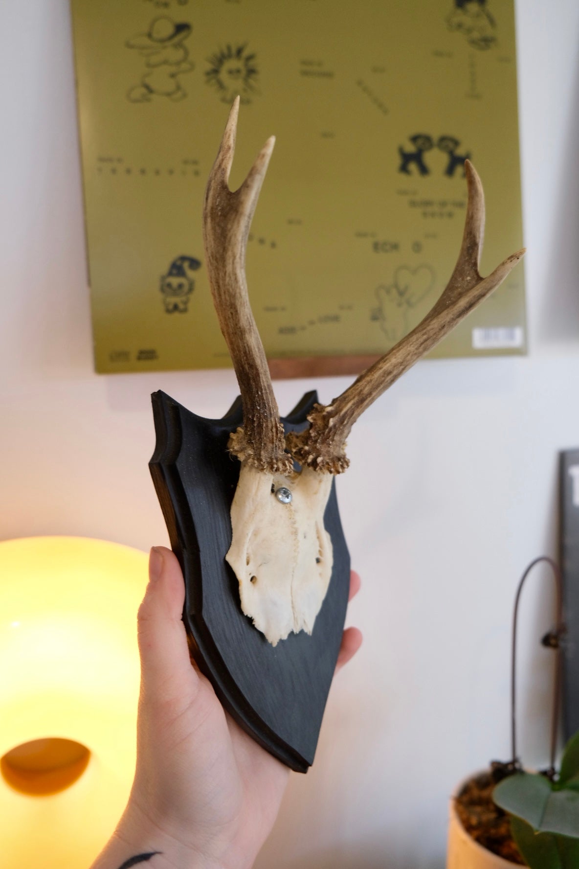 Roe Deer Skull Shield #5