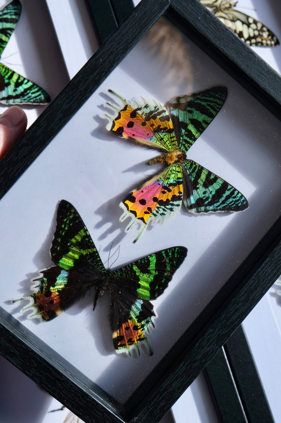 Duo Madagascan Sunset Moth Frame #1