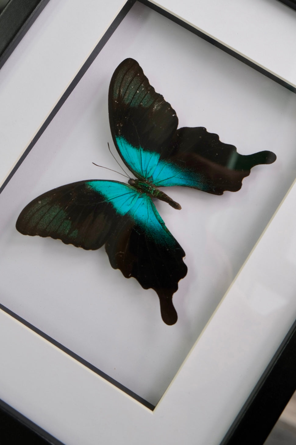 Papilio Peranthus Butterfly in a frame