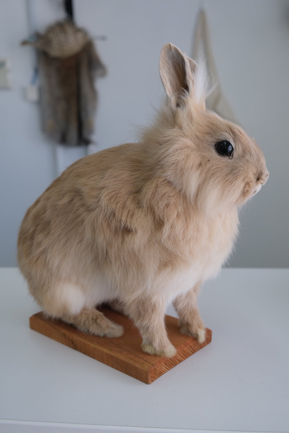 “Delilah” Taxidermy Bunny