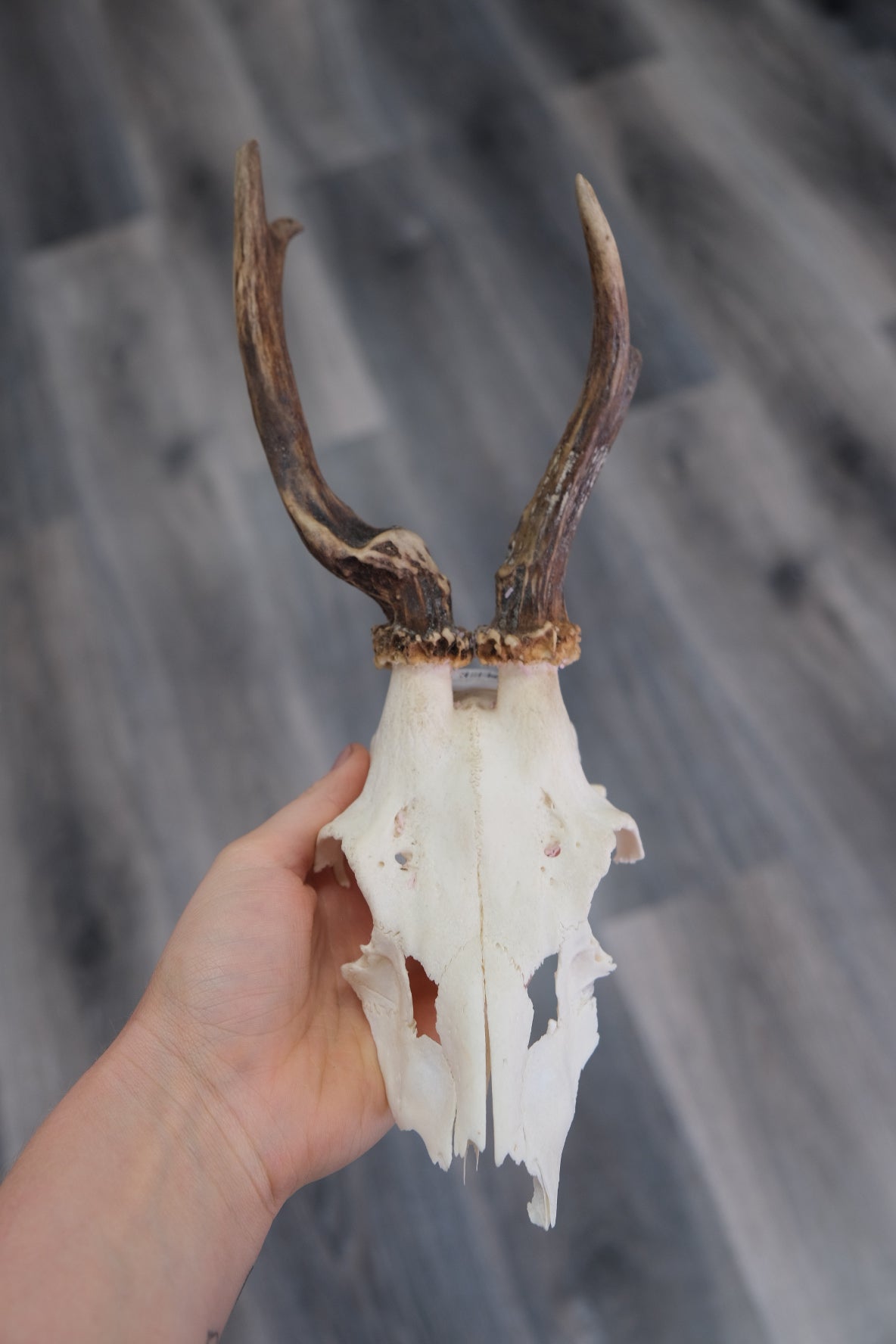 Roe Deer Skull Cap