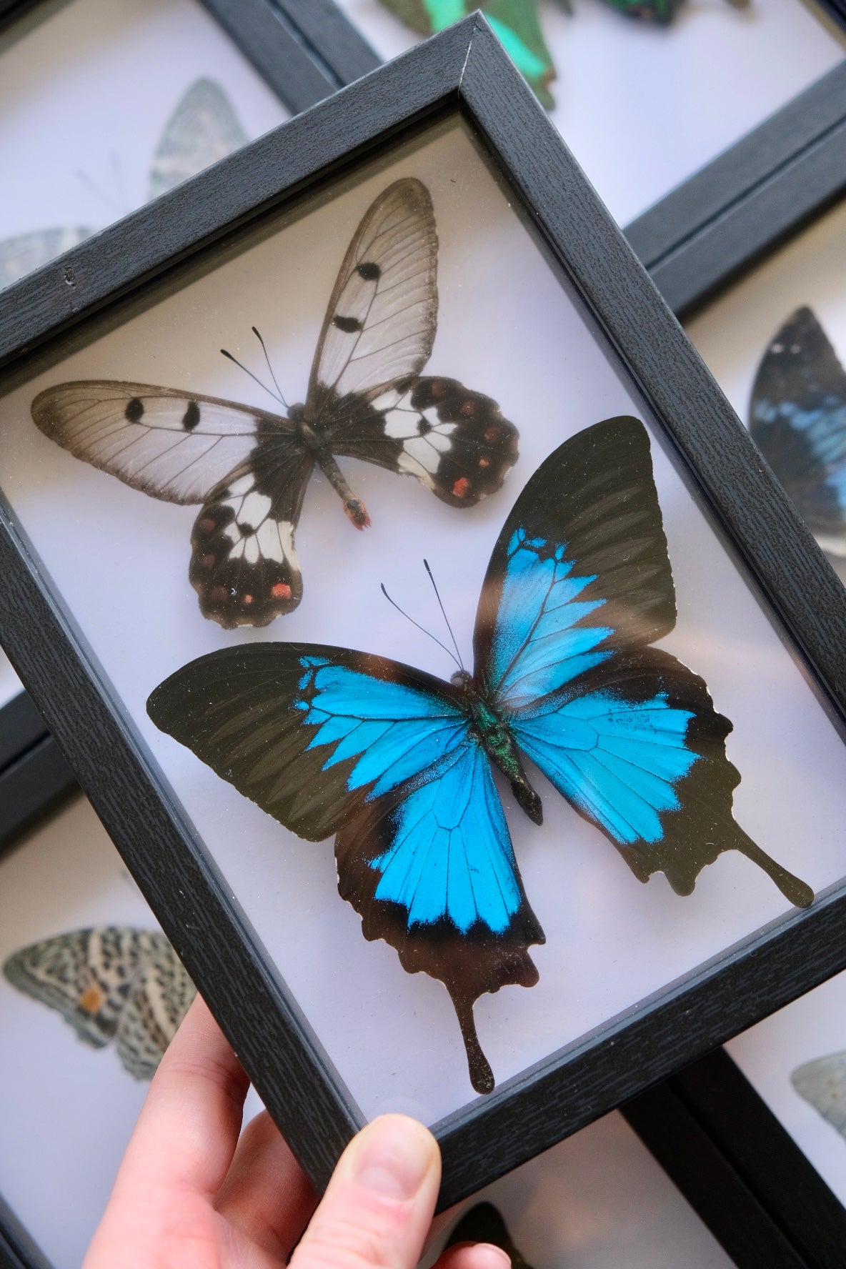 Australian Butterfly Duo / Cressida Cressida & Papilio Ulysses in a frame