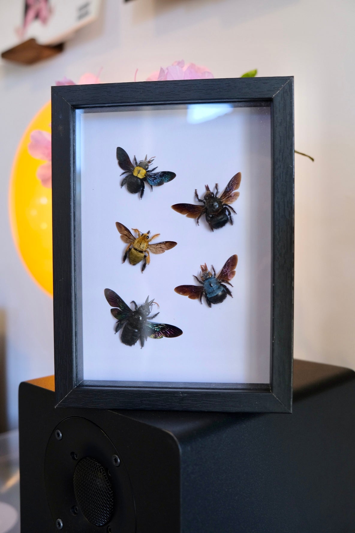 5 x Carpenter Bees in a frame