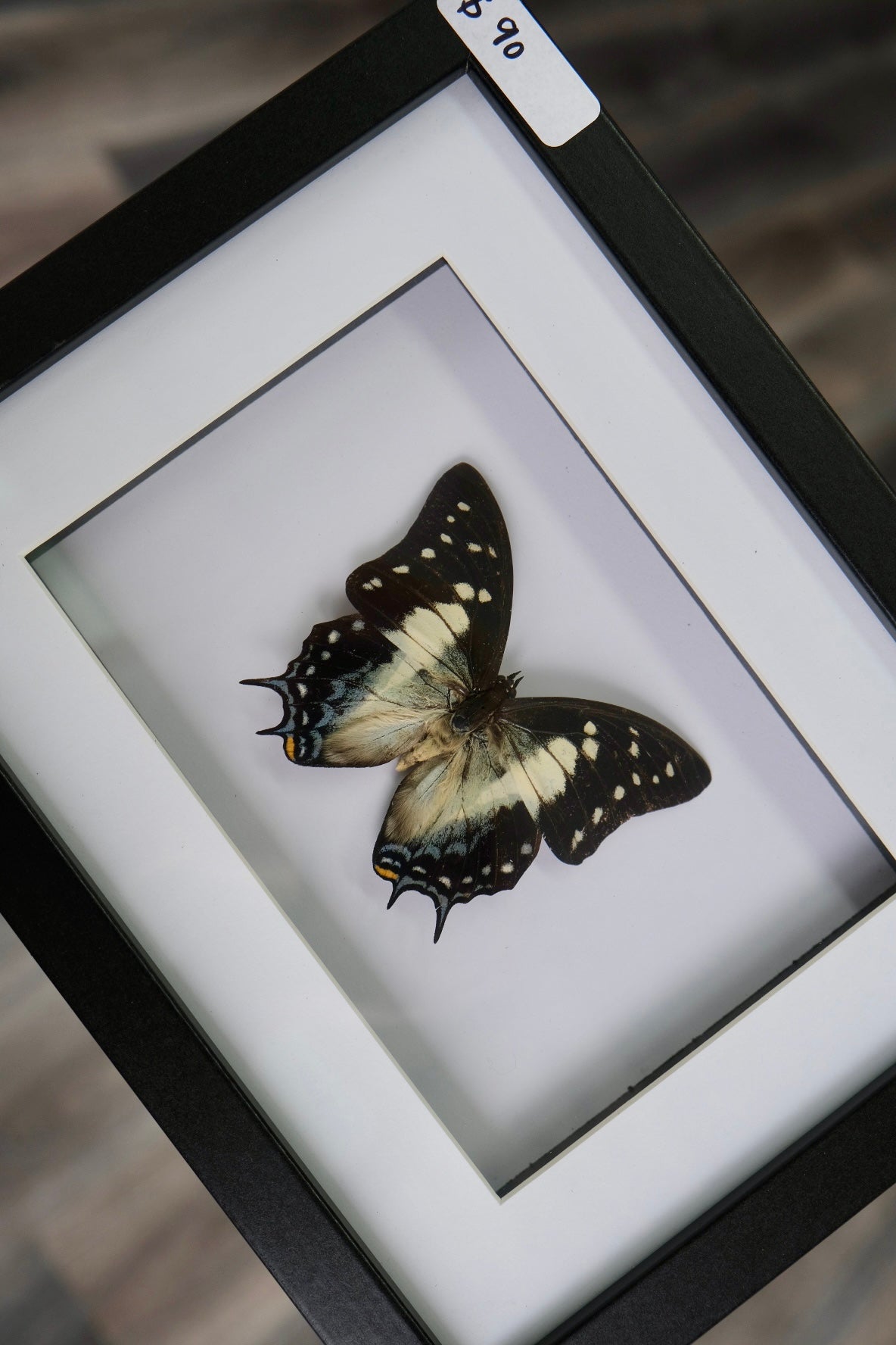 Tailed Emperor Butterfly / Charaxes Pyrrhus in a frame