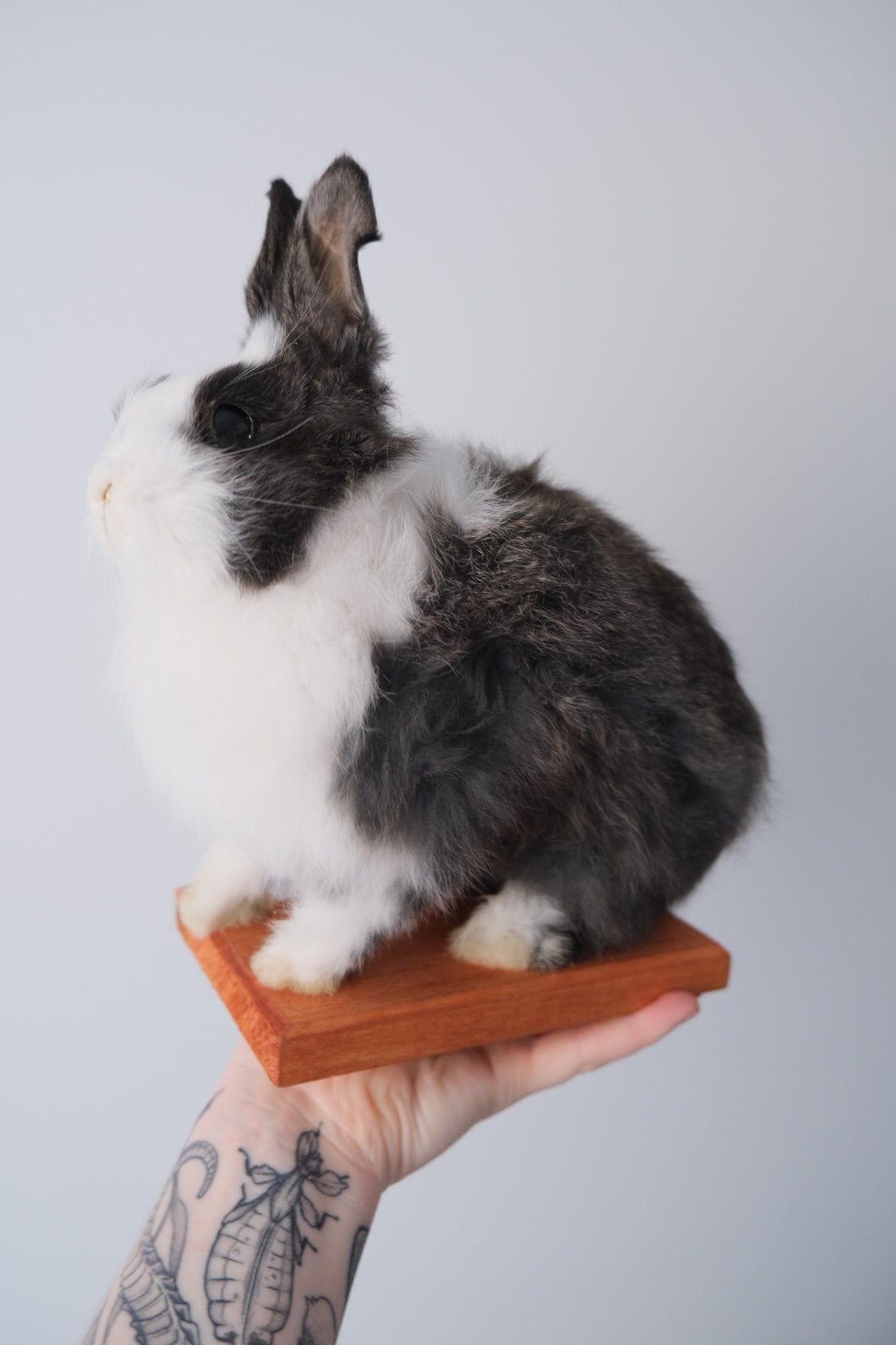 "Luna" Taxidermy Bunny