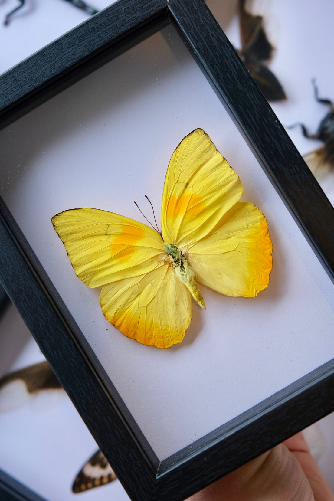 Phoebis Philea / Orange-Barred Sulphur in a frame