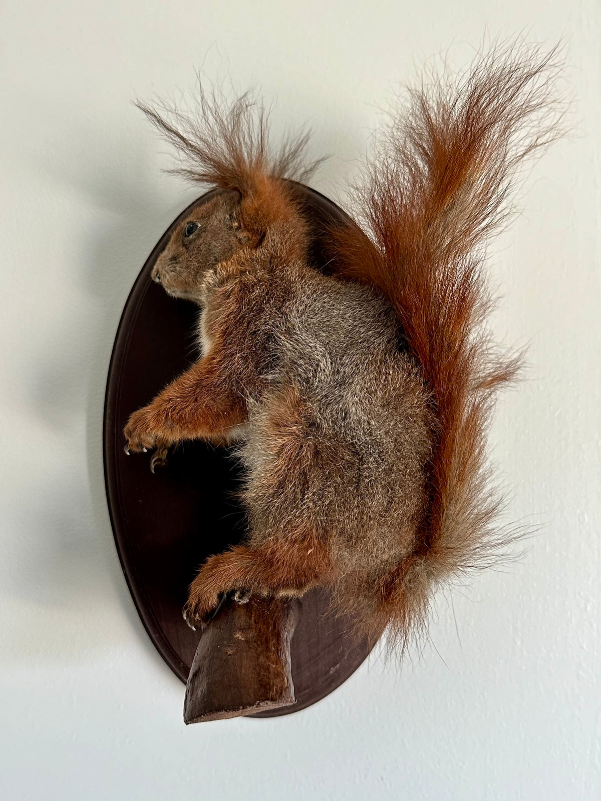 "Sydney" Taxidermy Squirrel | Wall Mounted #4