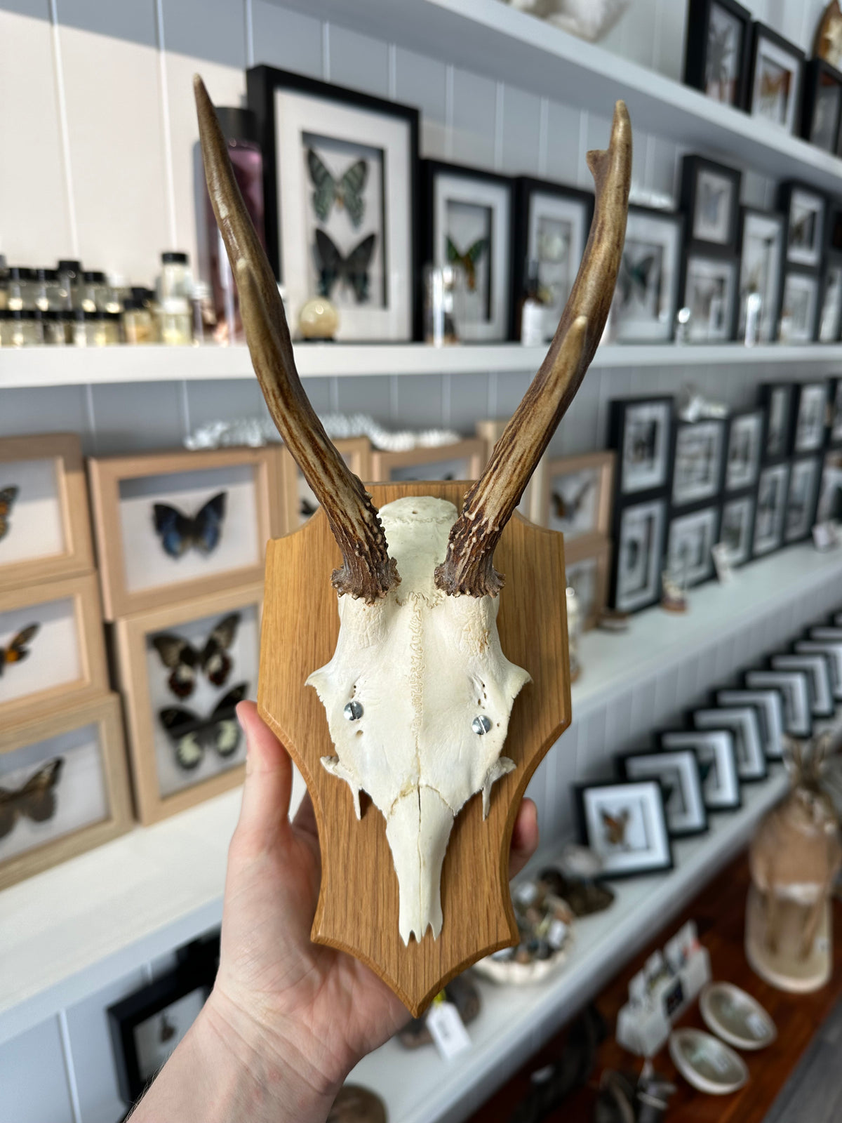 Roe Deer Skull Shield