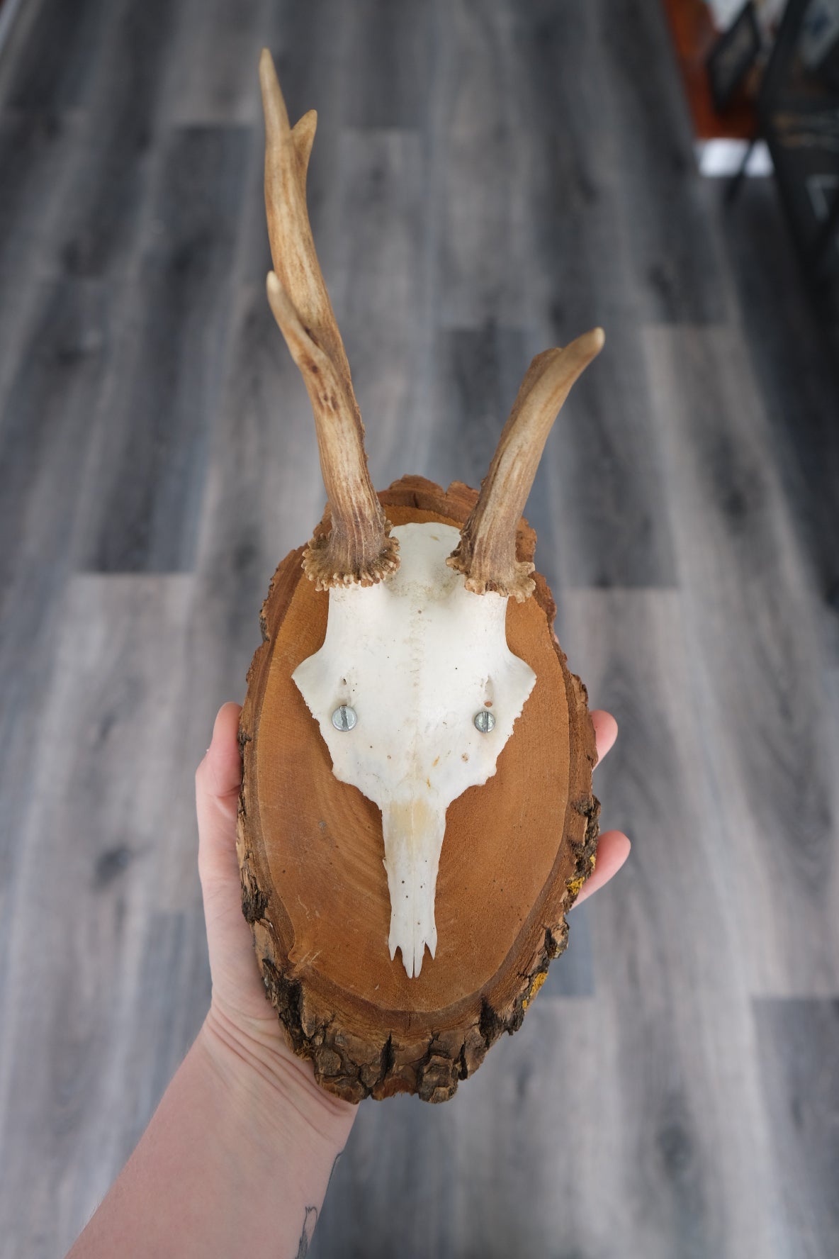 Roe Deer Skull Shield #1