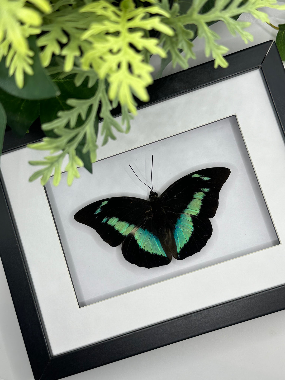 Prepona Butterfly in a frame #2