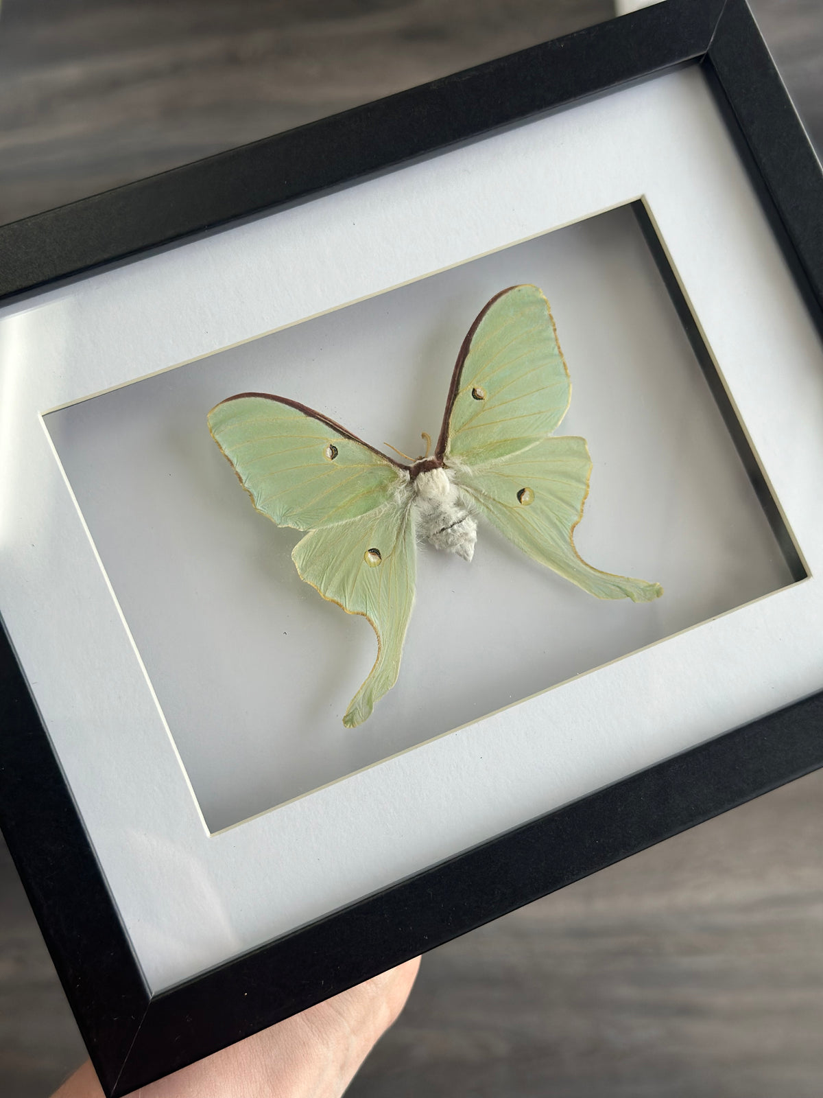 Luna Moth / Actias Luna in a frame