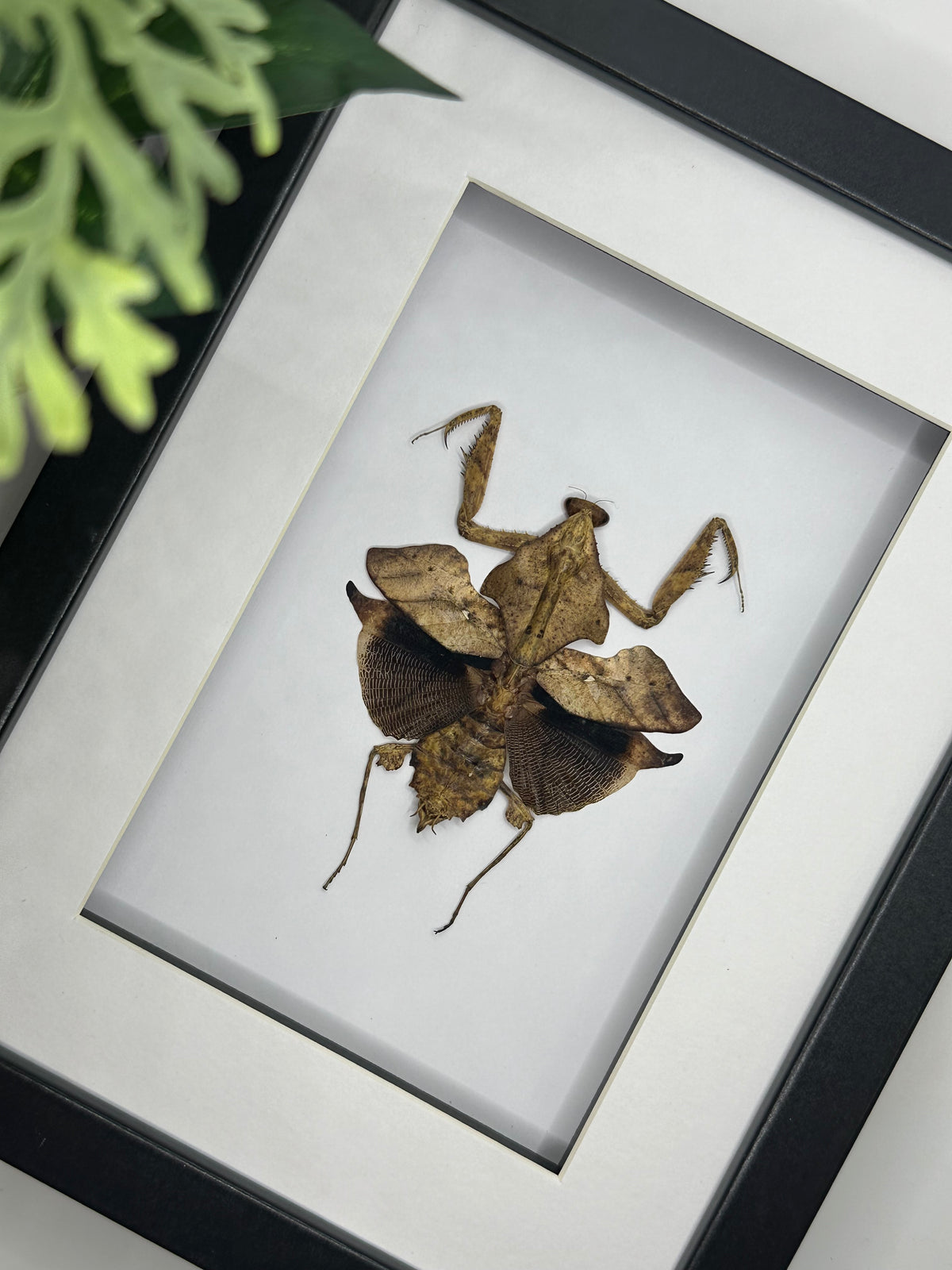 Dead Leaf Insect / Deroplatys Lobata in a frame #2