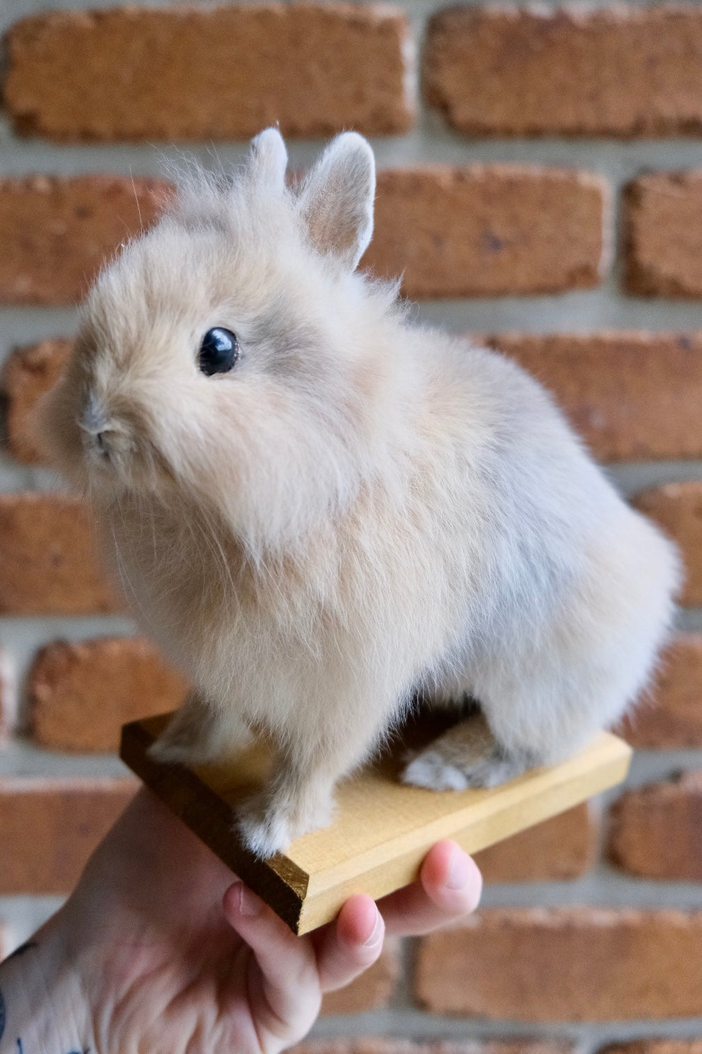 "Luna" Taxidermy Bunny