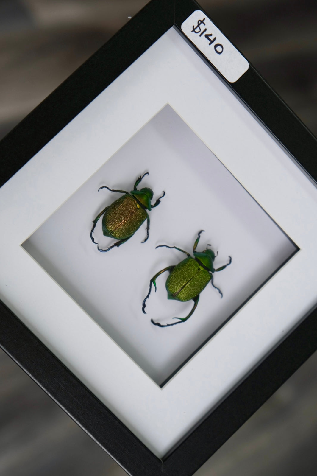 Shining Leaf Chafer Beetle - M & F Duo | Chrysophora Chrysochlora in a frame