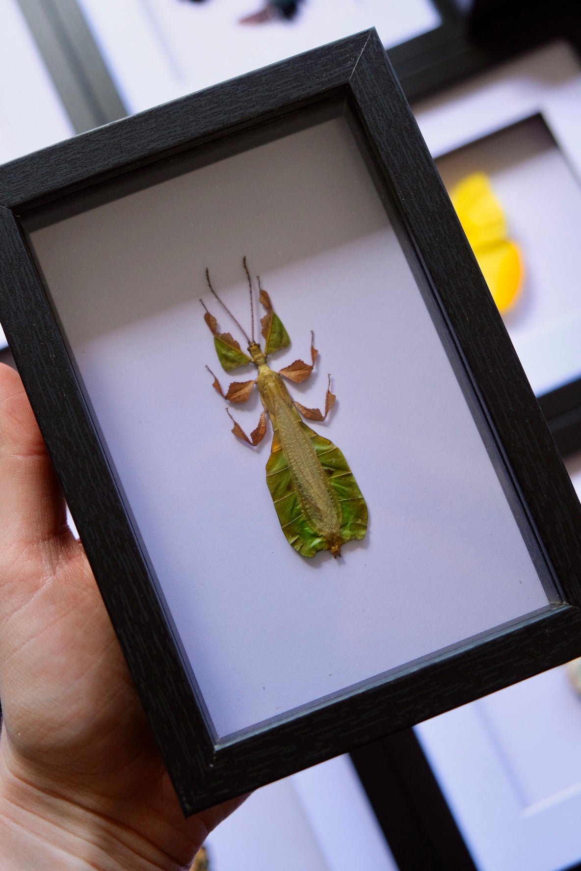 Pulchriphyllium Pulchrifolium / Leaf Insect in a frame | Male