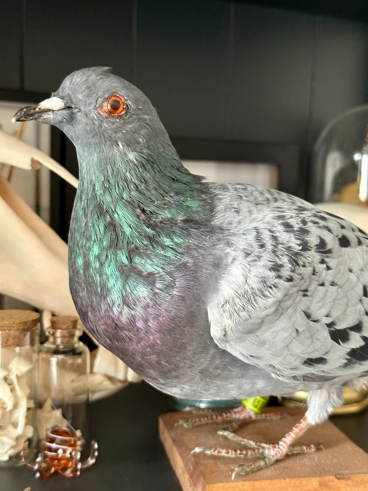 “Fred” Taxidermy Pigeon