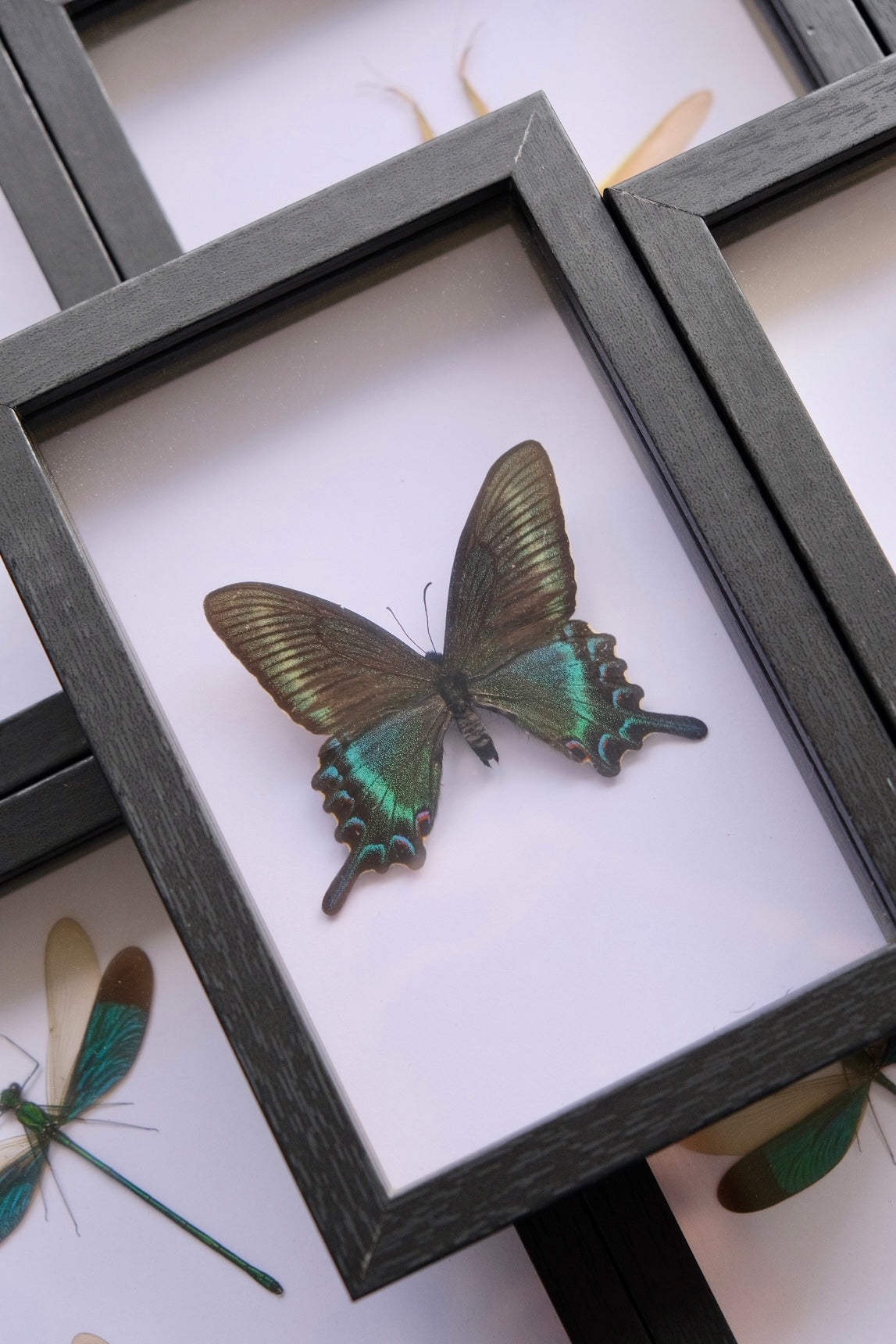 Alpine Black Swallowtail / Papilio Maackii in a frame | Spring Form